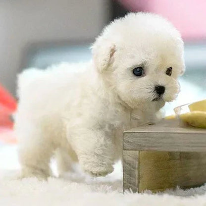🎄Christmas-Sale 49%OFF🐶🌭Nicco - My Realistic Robot Puppy